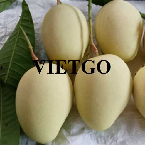 Cơ hội hợp tác xuất khẩu xoài Cát Chu đến thị trường Iraq