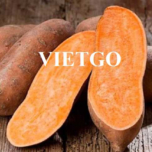 Cơ hội hợp tác xuất khẩu khoai lang đến thị trường Ai Cập, Hà Lan và Anh