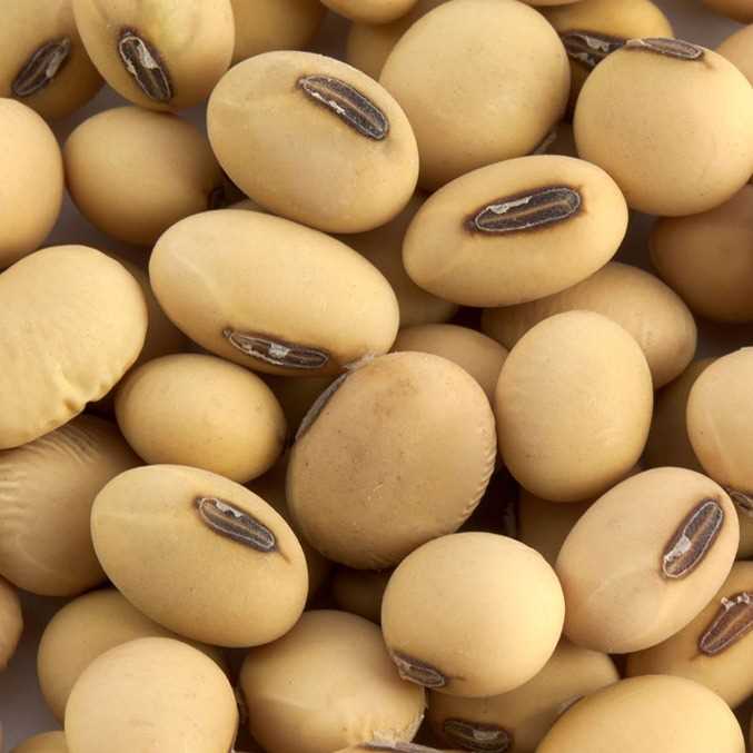 i'm looking for soybean