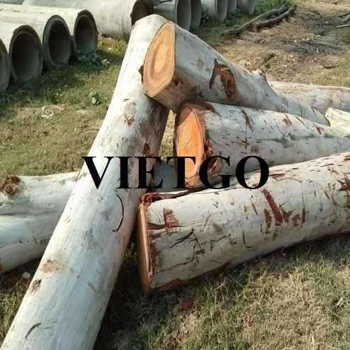 Thương vụ xuất khẩu gỗ bạch đàn tròn sang thị trường Ấn Độ