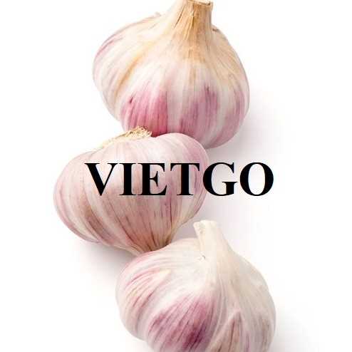 Cơ hội hợp tác xuất khẩu tỏi trắng đến thị trường Ấn Độ