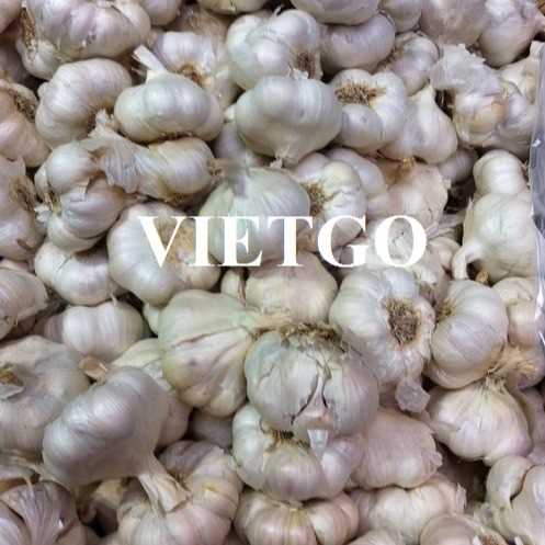 Thương vụ xuất khẩu tỏi trắng đến thị trường Ấn Độ