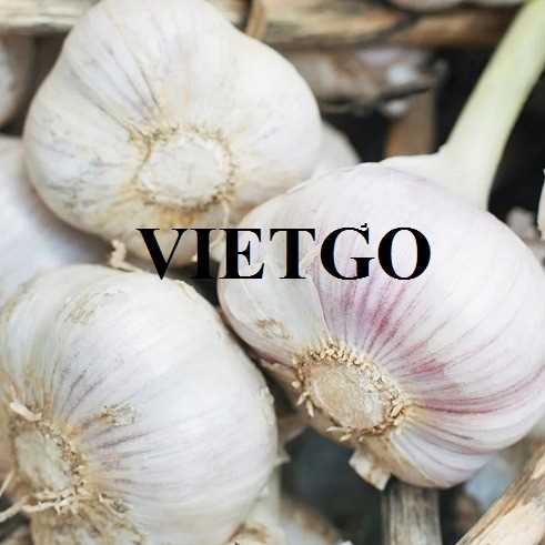 Cơ hội xuất khẩu tỏi đến thị trường Ấn Độ