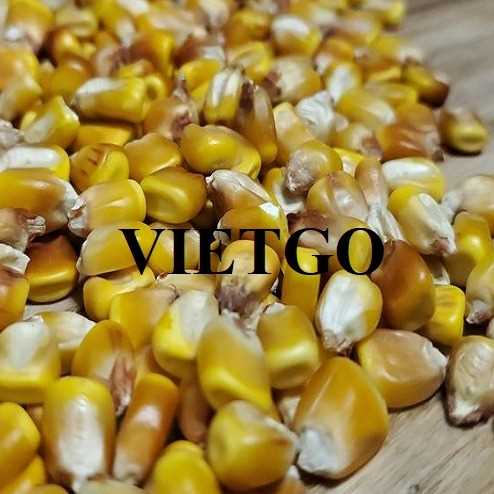 Cơ hội xuất khẩu ngô vàng sang thị trường Philippines