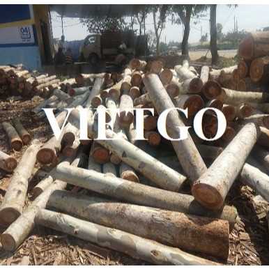 Thương vụ xuất khẩu gỗ bạch đàn tròn sang thị trường Ấn Độ