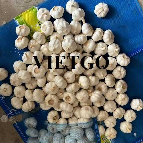 Cơ hội hợp tác xuất khẩu tỏi đến thị trường Thổ Nhĩ Kỳ