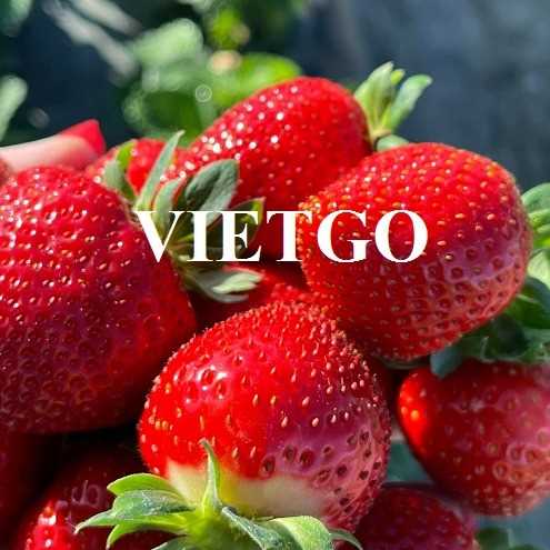 Cơ hội xuất khẩu sản phẩm dâu tây sang thị trường Oman và Ả Rập Xê Út