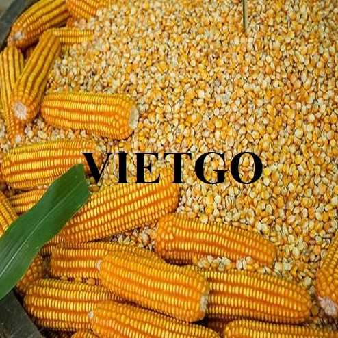 Cơ hội xuất khẩu ngô vàng sang thị trường Trung Quốc và Hàn Quốc