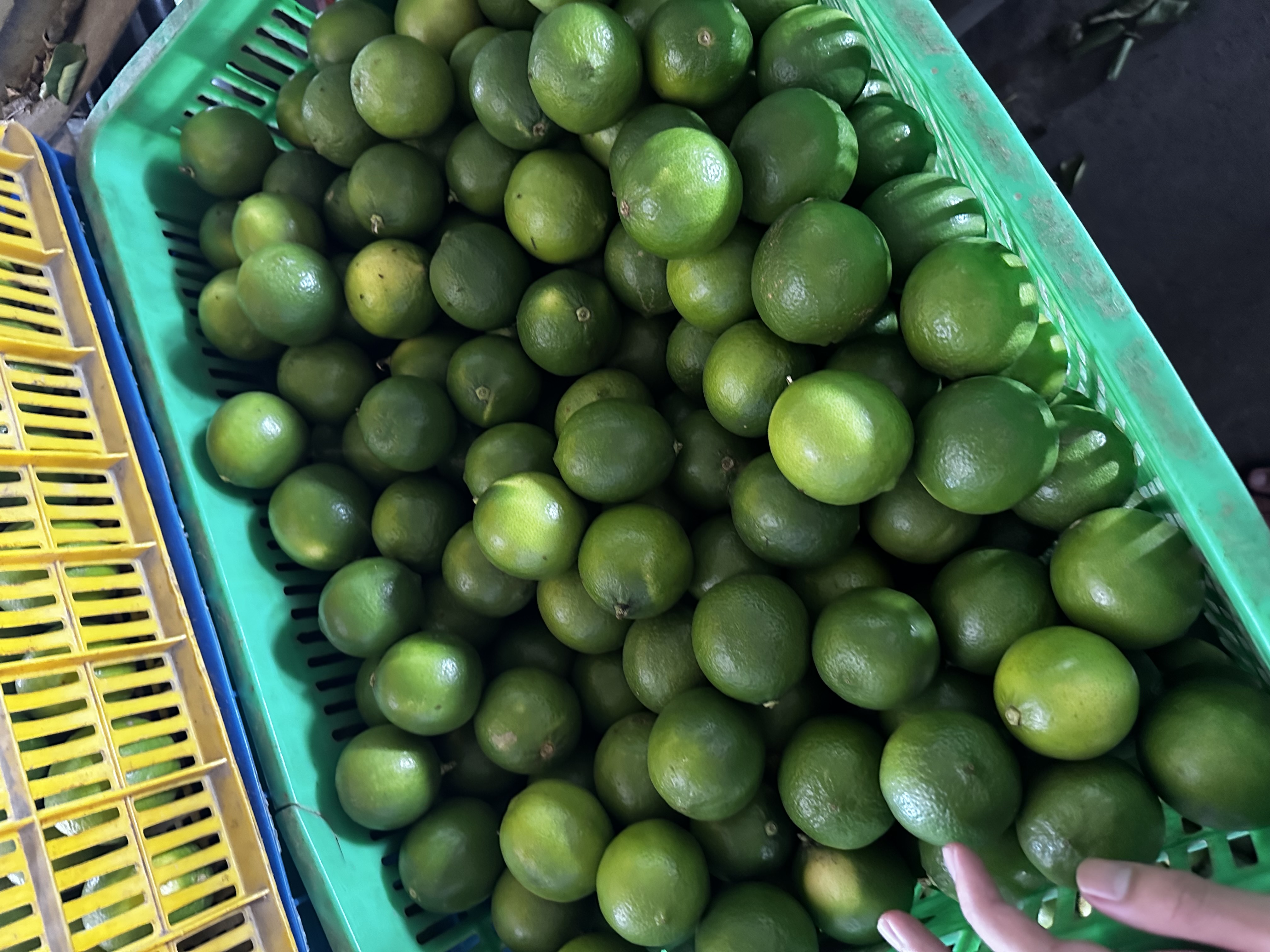 Cần FWD chuyên đi mix cont UAE sản phẩm trái cây