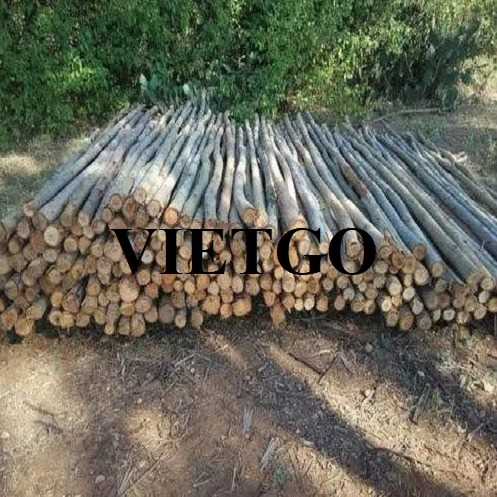Thương vụ xuất khẩu gỗ bạch đàn tròn sang thị trường Ấn Độ