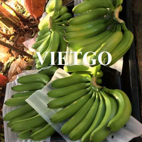 Cơ hội hợp tác xuất khẩu sản phẩm chuối tới thị trường Hoa Kỳ