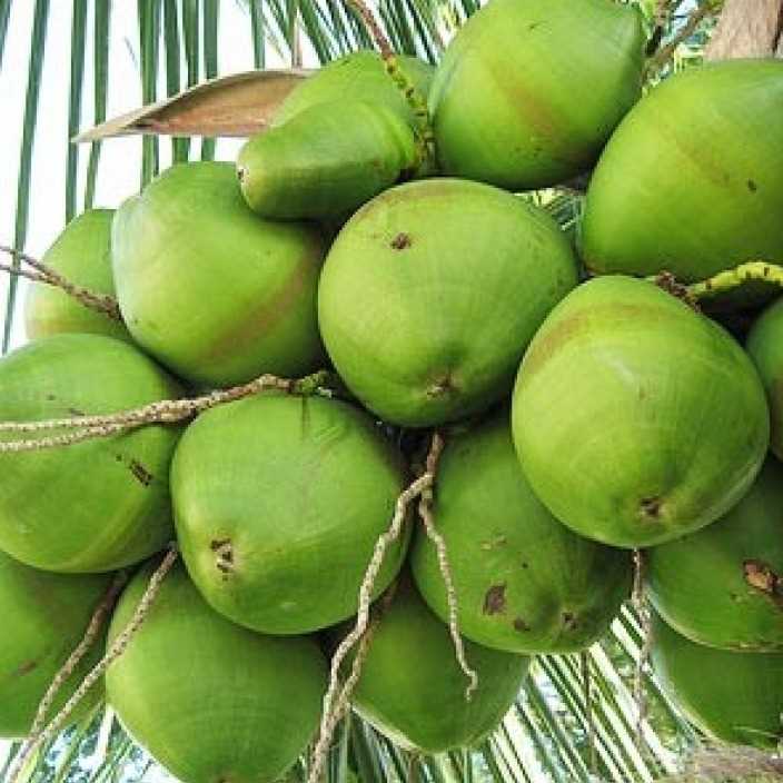 i'm looking Coconut