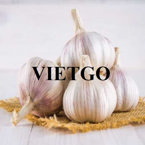 Cơ hội hợp tác xuất khẩu tỏi trắng sọc tím đến thị trường Ấn Độ