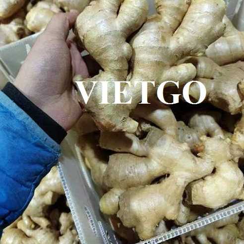 Thương vụ xuất khẩu gừng tươi đến thị trường Bangladesh
