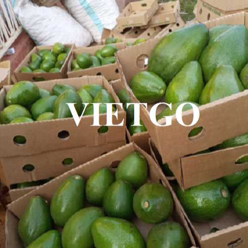 Cơ hội giao thương xuất khẩu bơ tươi sang thị trường Thổ Nhĩ Kỳ 