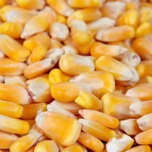 i'm looking for corn