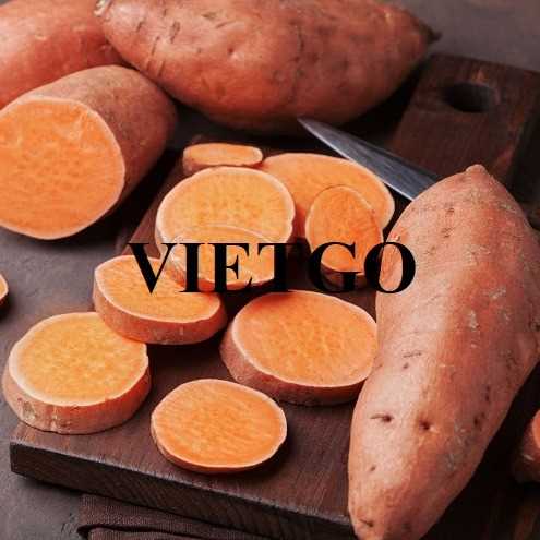 Cơ hội xuất khẩu khoai lang đến thị trường UAE và Ấn Độ