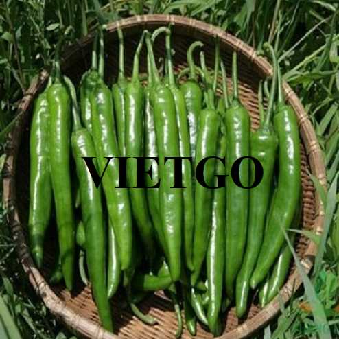 Cơ hội giao thương xuất khẩu ớt xanh đến thị trường Ấn Độ