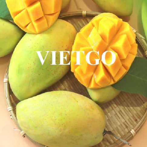 Cơ hội giao thương xuất khẩu xoài Cát Hòa Lộc sang thị trường Thổ Nhĩ Kỳ 