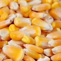 i need yellow corn