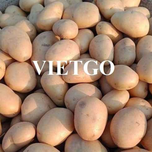 Cơ hội xuất khẩu sản phẩm khoai tây sang thị trường Ả Rập Xê Út