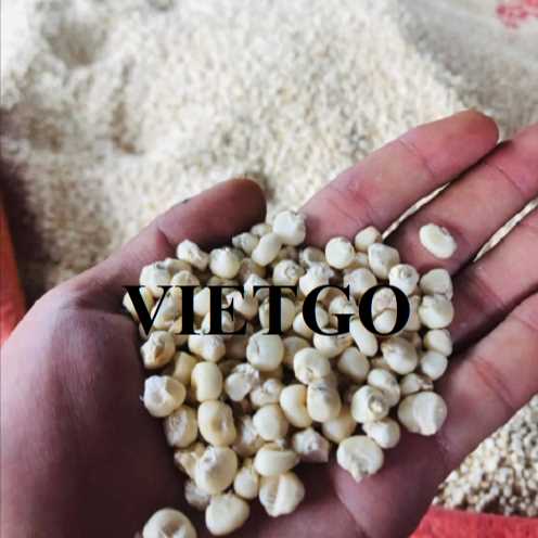 Cơ hội hợp tác xuất khẩu ngô đến thị trường Georgia  