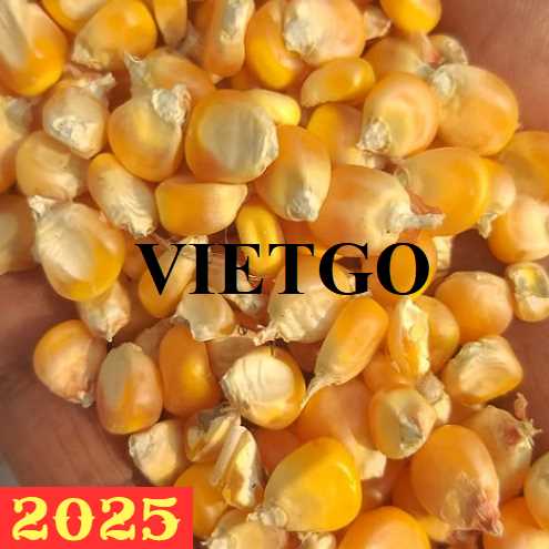 Cơ hội hợp tác xuất khẩu ngô đến thị trường Oman 