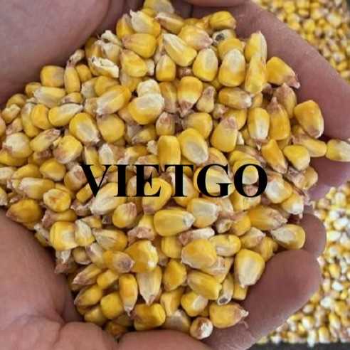 Cơ hội hợp tác xuất khẩu ngô vàng đến thị trường Singapore