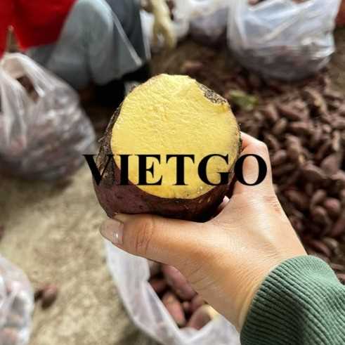 Cơ hội xuất khẩu khoai lang sang thị trường Ba Lan
