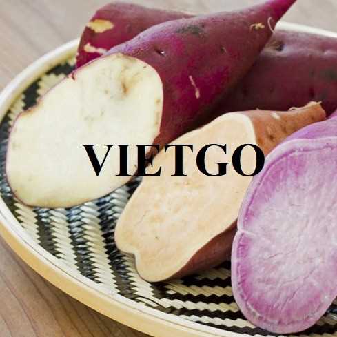 Cơ hội xuất khẩu khoai lang đến thị trường UAE 