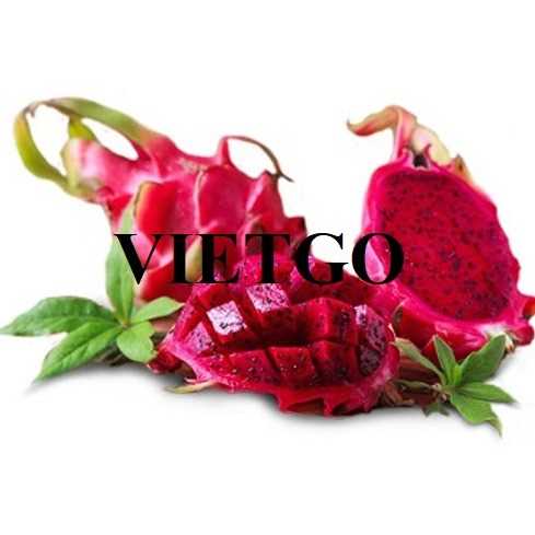 (Gấp) Cơ hội hợp tác xuất khẩu thanh long ruột đỏ đến thị trường Ấn Độ và UAE