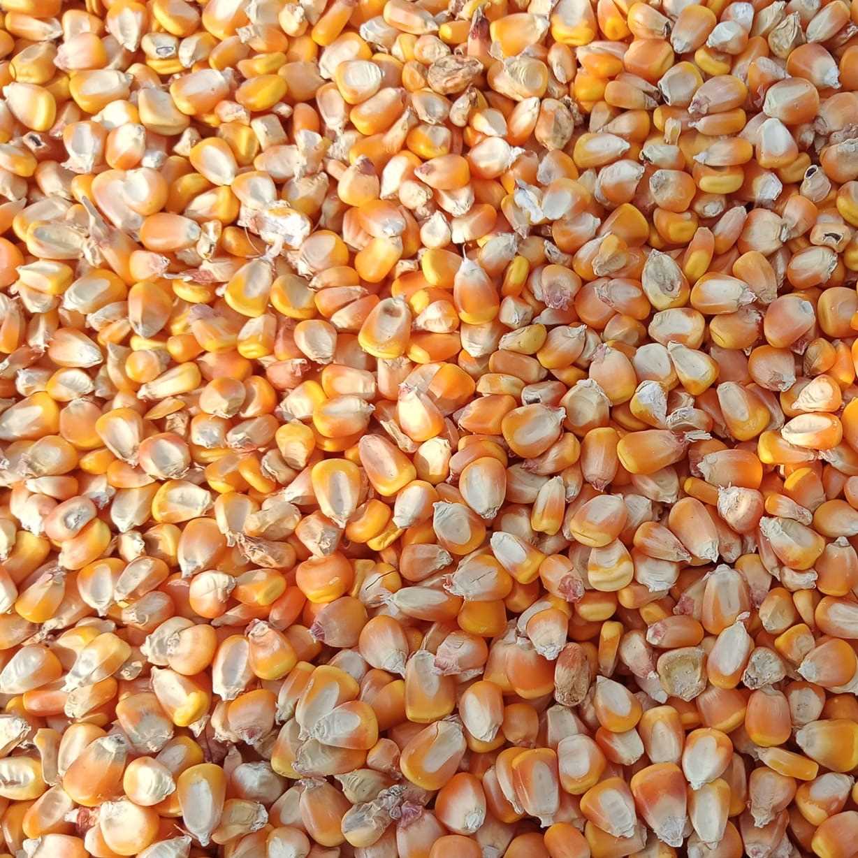 i need yellow corn