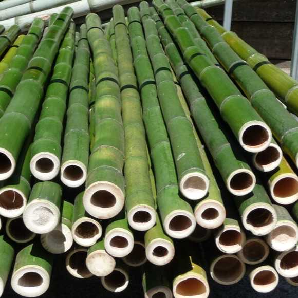 i want to buy bamboo pole