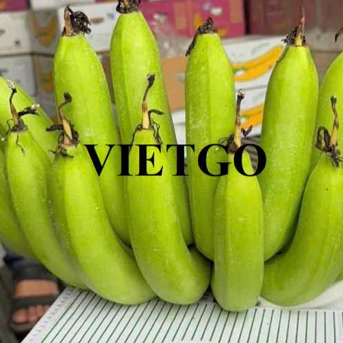 Cơ hội xuất khẩu chuối xanh Cavendish sang thị trường UAE và Nga 