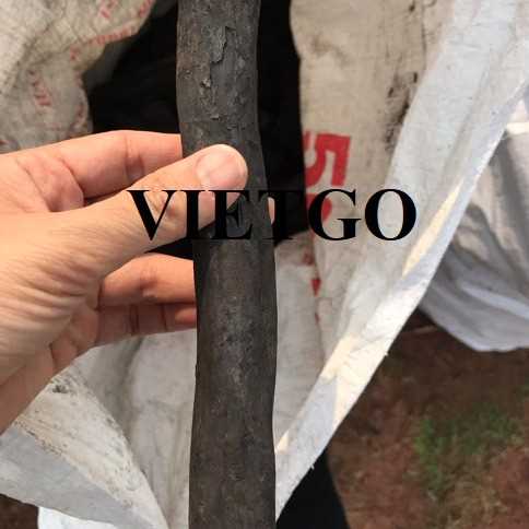 Cơ hội xuất khẩu than củi đen sang thị trường Thổ Nhĩ Kỳ