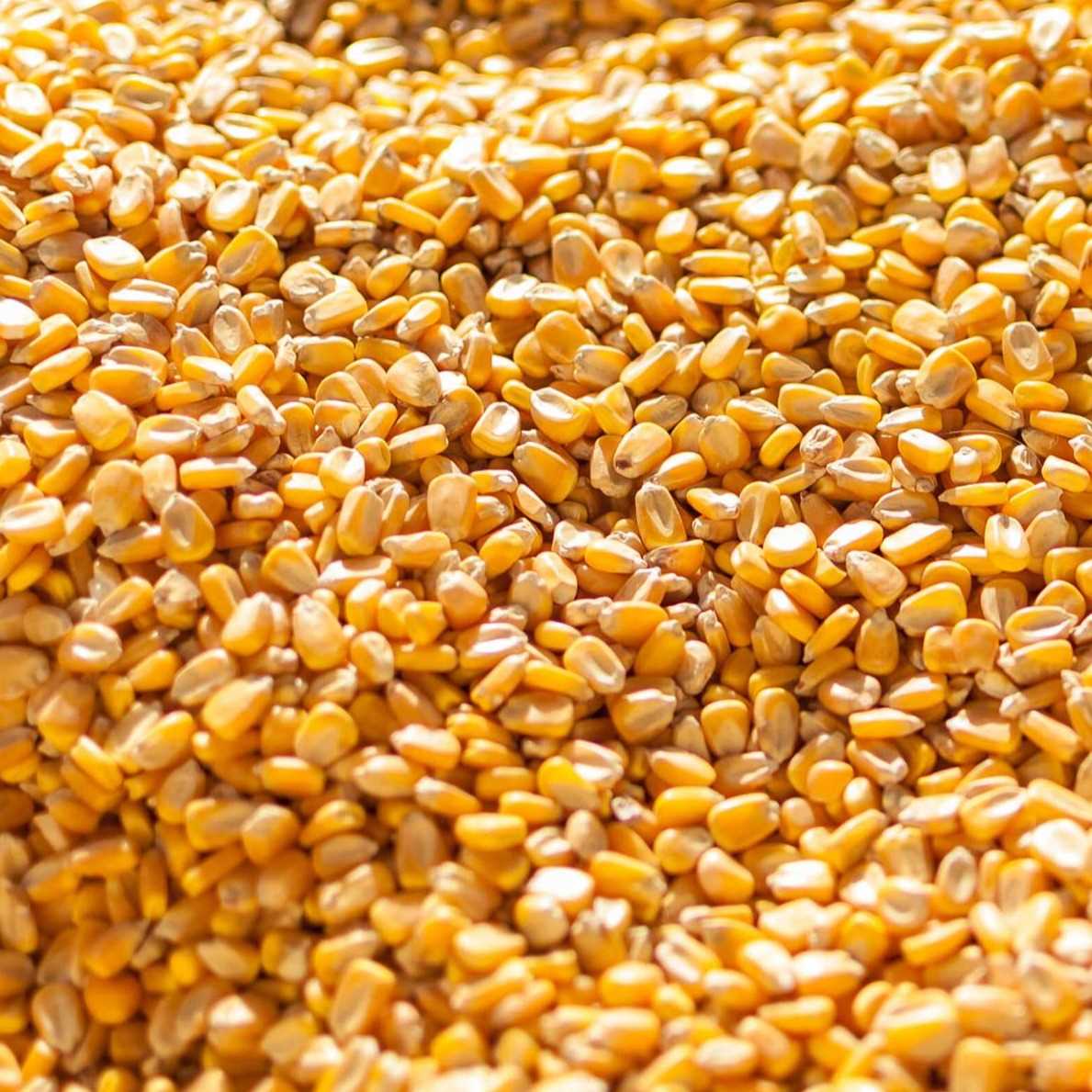 i need yellow maize