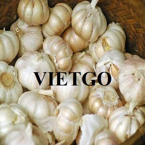 Cơ hội hợp tác xuất khẩu tỏi trắng đến thị trường Úc