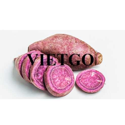 (Gấp) Cơ hội xuất khẩu khoai lang ruột tím sang thị trường Hà Lan