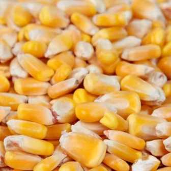 i'm looking for yellow corn