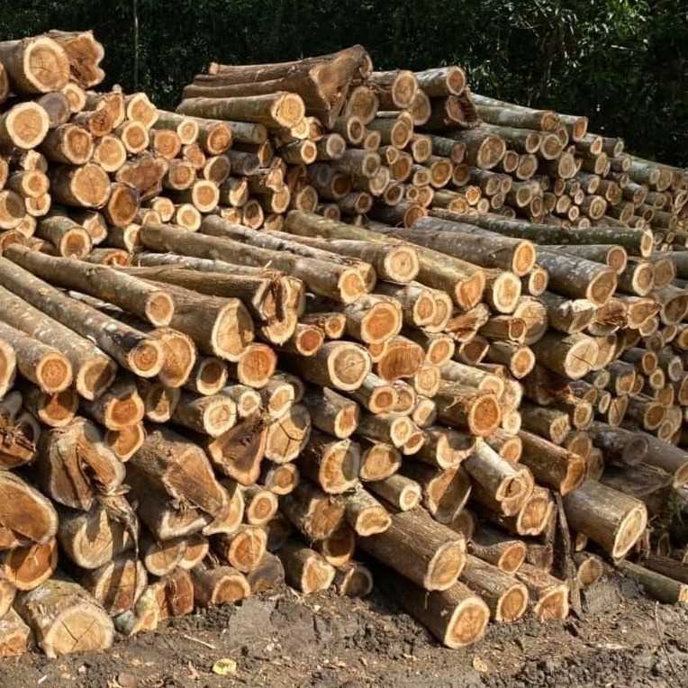 i need eucalyptus wood