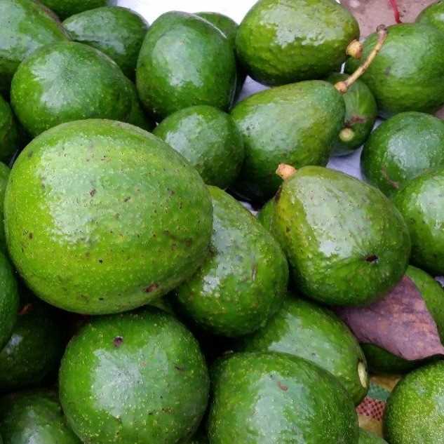 i'm looking avocado supplier