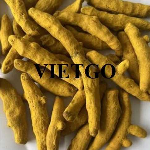 Cơ hội xuất khẩu nghệ khô nguyên củ đến thị trường Ấn Độ