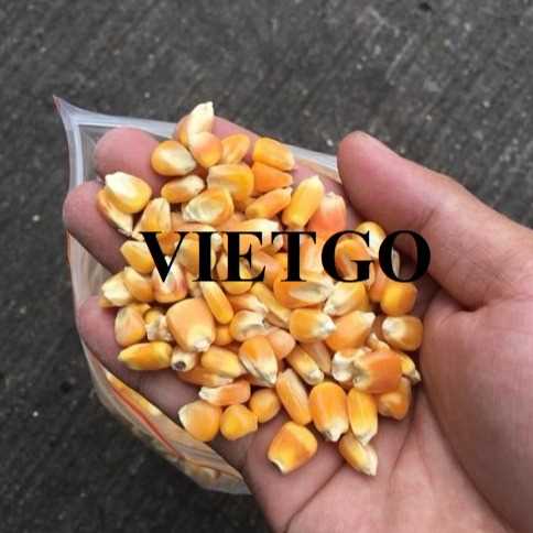Cơ hội xuất khẩu ngô sang thị trường Ai Cập