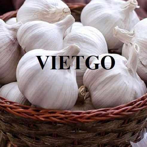 Thương vụ xuất khẩu tỏi trắng sang thị trường Hàn Quốc