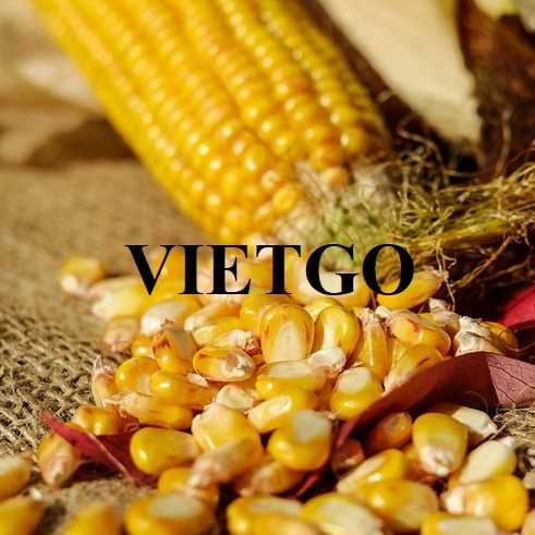 Cơ hội xuất khẩu ngô vàng sang thị trường Oman
