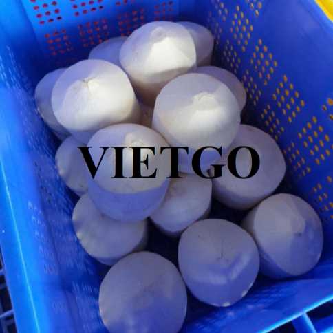Cơ hội hợp tác xuất khẩu dừa tươi đến thị trường Úc  