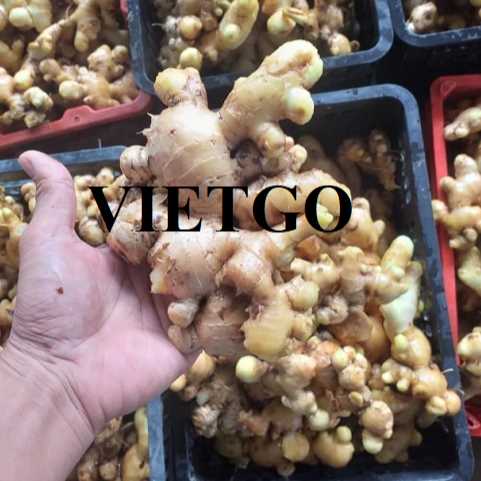 Cơ hội hợp tác xuất khẩu gừng đến thị trường Israel 