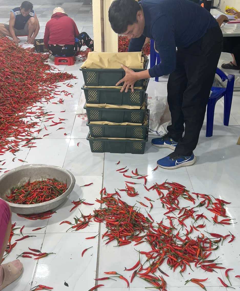 Cần tìm đơn vị vận tải sản phẩm ớt sang Trung Quốc