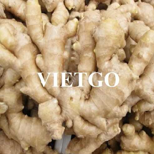 Cơ hội giao thương xuất khẩu gừng tươi sang thị trường Bangladesh, UAE