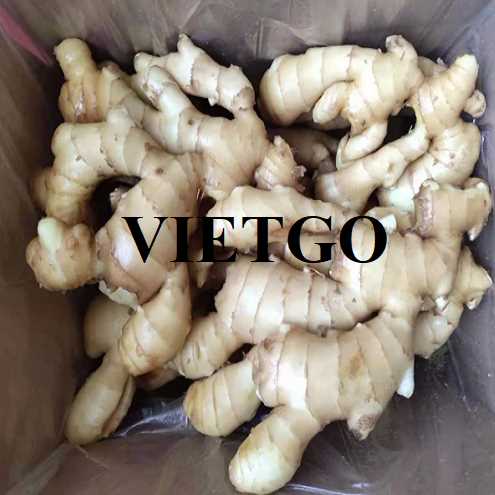 Cơ hội hợp tác xuất khẩu gừng đến thị trường Bangladesh 